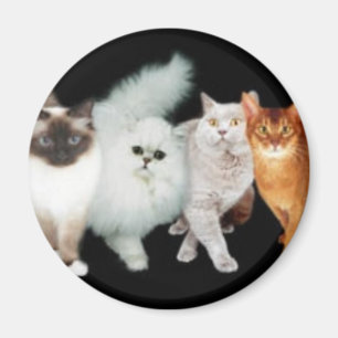 Imã 4 gatos
