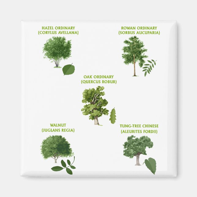 Imã 5 Árvores (Frente)