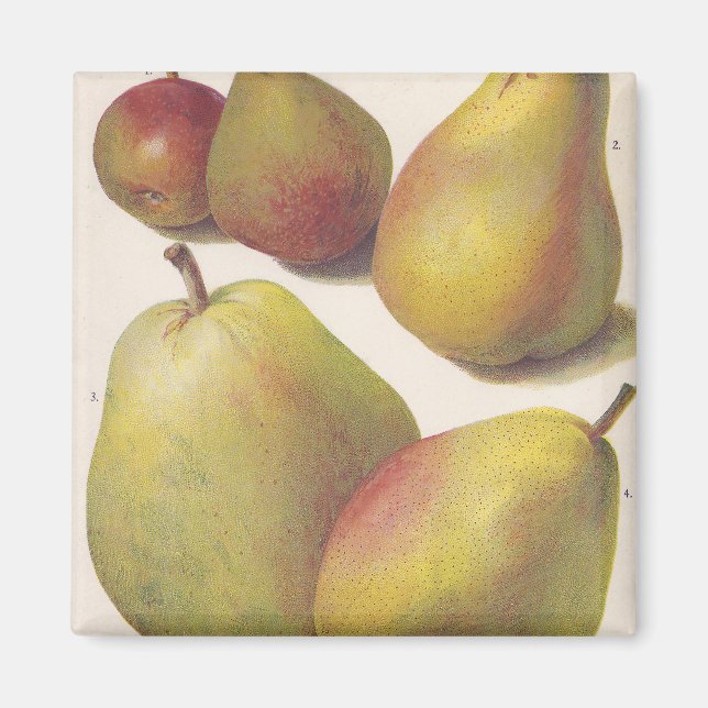 Imã 5 peras de colheita ilustradas (Frente)