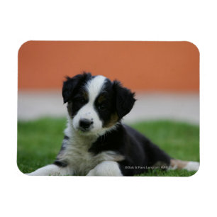 Ímã 6 border collie semanas de idade