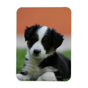 Ímã 6 border collie semanas de idade