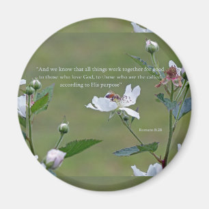 Imã 8:28 dos romanos