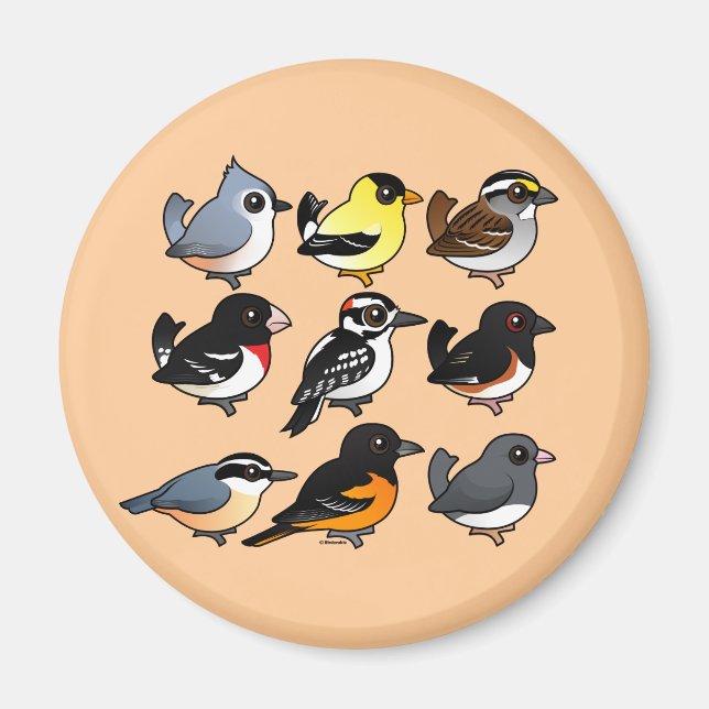 Imã 9 Aves do Nordeste dos EUA (Frente)