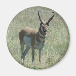 Imã A13 Pronghorn Antelope Big Buck