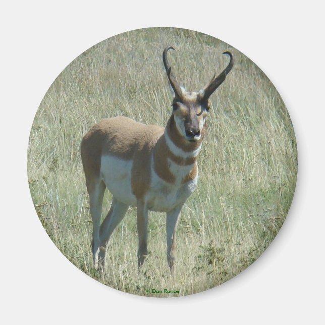 Imã A13 Pronghorn Antelope Big Buck (Frente)