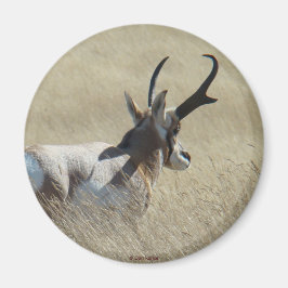 Imã A14 Antílope Pronghorn Sunshine Buck