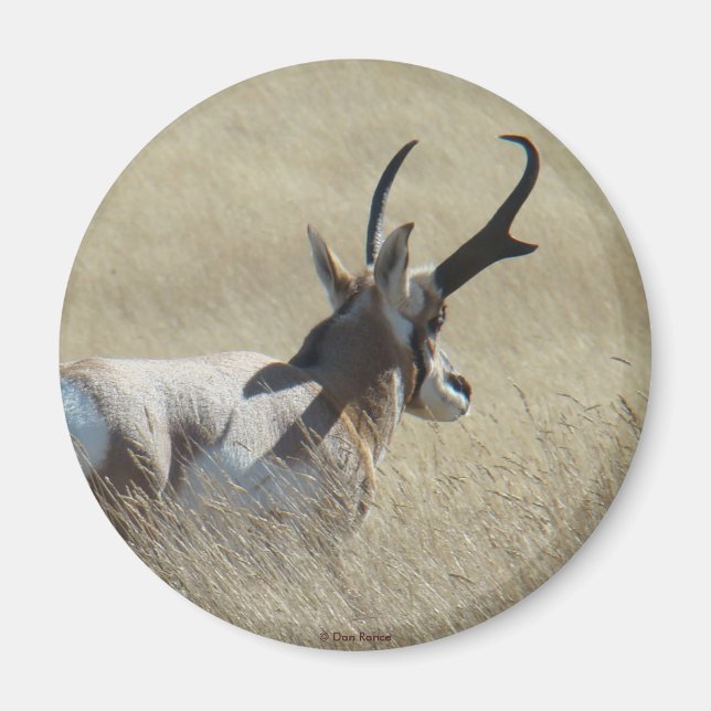 Imã A14 Antílope Pronghorn Sunshine Buck (Frente)