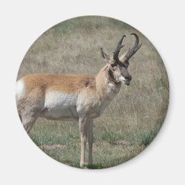 Imã A15 Pronghorn Antelope Rude Buck