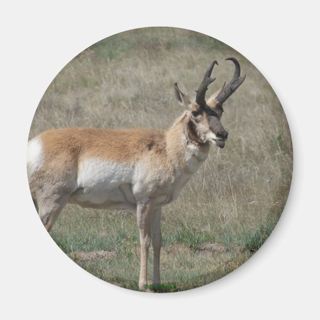 Imã A15 Pronghorn Antelope Rude Buck (Frente)