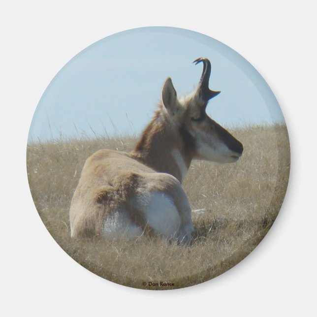 Imã A16 Pronghorn Antelope Napping (Frente)