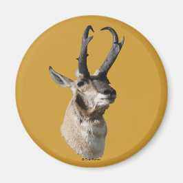 Imã A18 Pronghorn Antelope Buck Head Shot