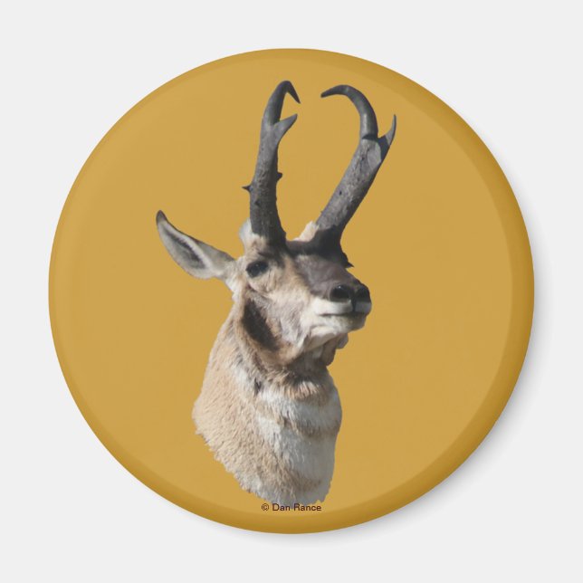 Imã A18 Pronghorn Antelope Buck Head Shot (Frente)