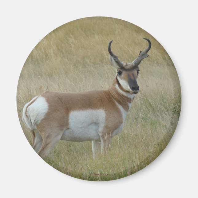Imã A1 Antílope de Pronghorn (Frente)