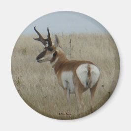 Imã A22 Pronghorn Antelope Buck