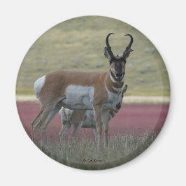 Imã A24 Pronghorn Antelope