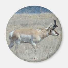 Imã A25 Antilope Pronghorn Jovem Buck
