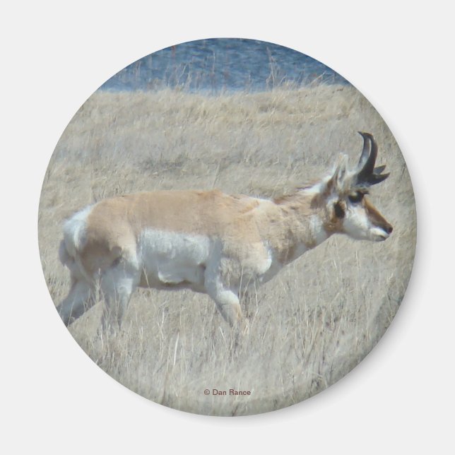 Imã A25 Antilope Pronghorn Jovem Buck (Frente)