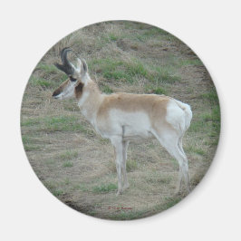 Imã A26 Pronghorn Antelope
