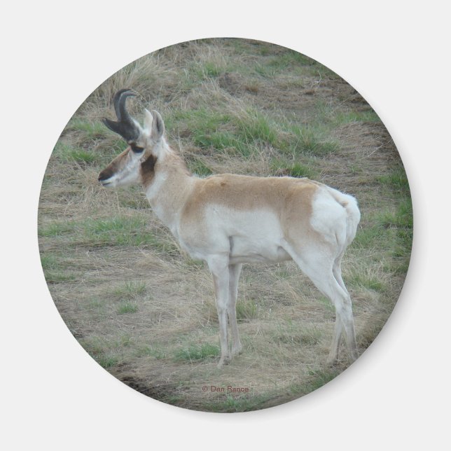 Imã A26 Pronghorn Antelope (Frente)
