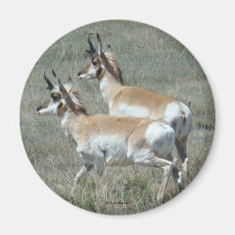 Imã A27 Pronghorn Antelope Young Bucks
