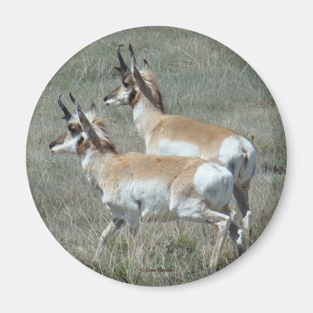Imã A27 Pronghorn Antelope Young Bucks (Frente)