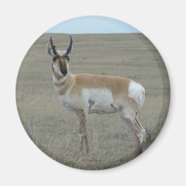 Imã A28 Antilope Americano Bicho Jovem