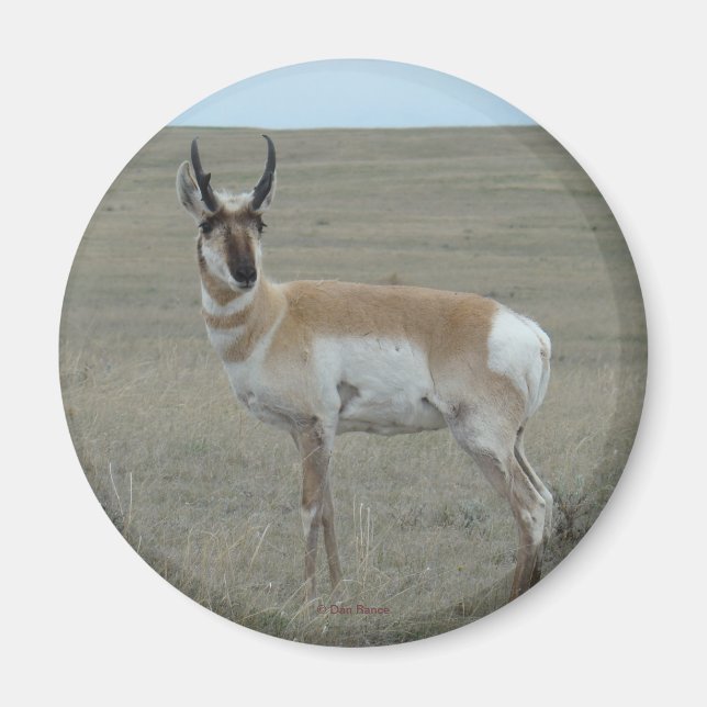 Imã A28 Antilope Americano Bicho Jovem (Frente)