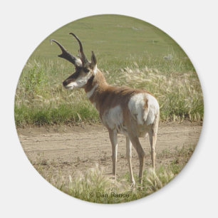 Imã A39 Pronghorn Antelope Buck