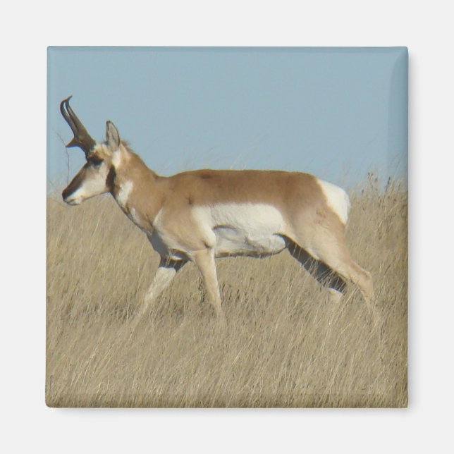 Imã A45a Pronghorn Antelope Buck (Frente)