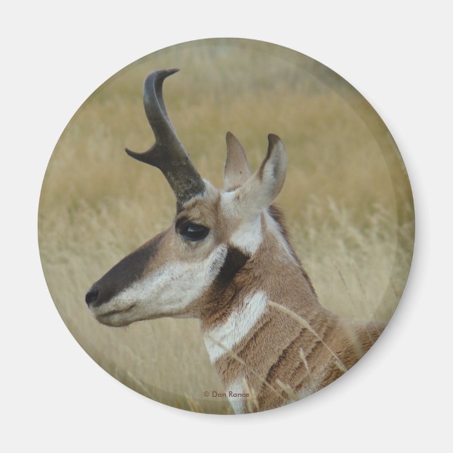 Imã A4 Pronghorn Antelope Young Buck Head Shot Perfil (Frente)