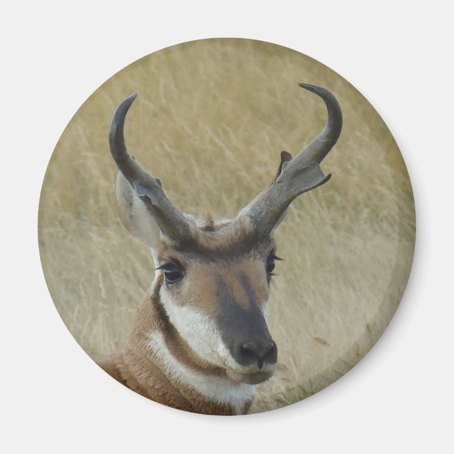 Imã A5 Pronghorn Antelope Big Buck Head Shot (Frente)