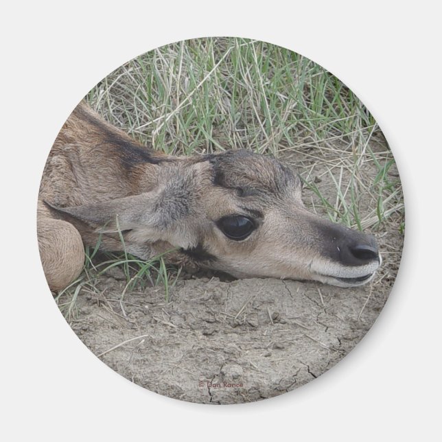 Imã A6 Bebe Antilope Pronghorn (Frente)