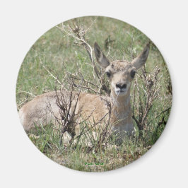 Imã A7 Baby Antilocapra Americana