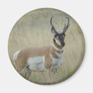 Imã A8 Pronghorn Antelope Big Buck