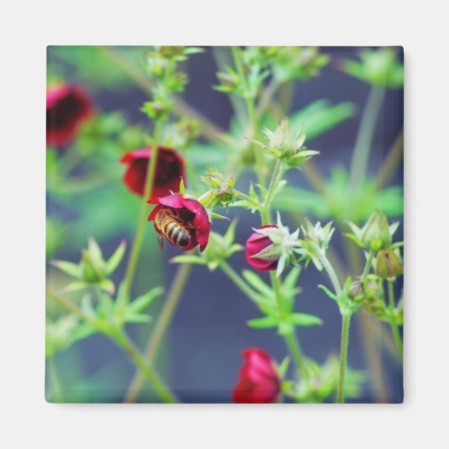 Imã A Abelha Com Flor Vermelho (Frente)