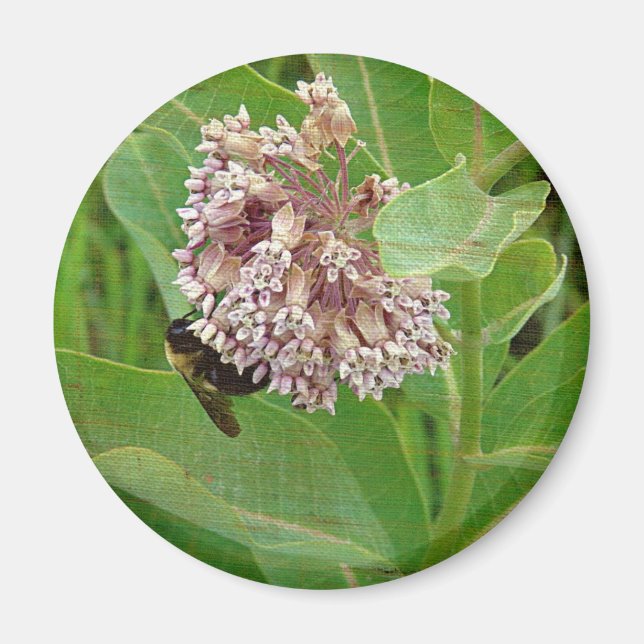 Imã A Abelha do Bumble na Milkweed (Frente)