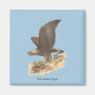 Imã A Águia Ouro (Aquila chrysaetos) NY Imagem do Páss