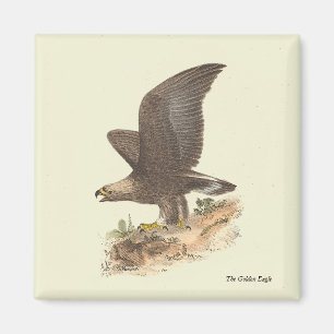 Imã A Águia Ouro (Aquila chrysaetos) NY Imagem do Páss