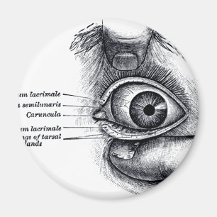Imã A anatomia do cinza - globo ocular