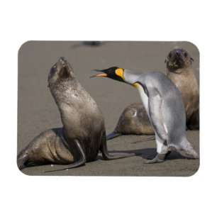 Ímã A Antártica, ilha sul de Geórgia (Reino Unido),