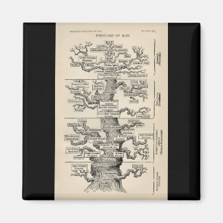 Imã A "árvore da vida" de Ernst Haeckel