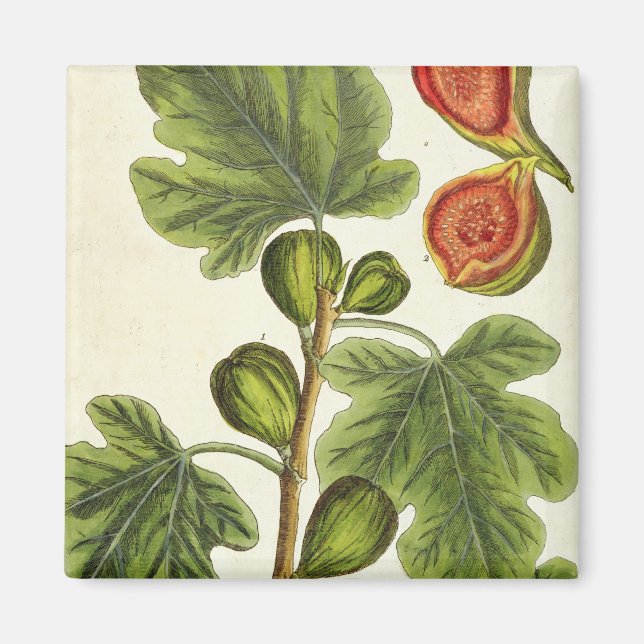 Imã A Árvore Fig, placa 125 de "A Curiosa Herbal", p (Frente)
