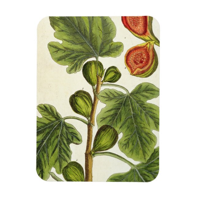 Ímã A Árvore Fig, placa 125 de "A Curiosa Herbal", p (Vertical)