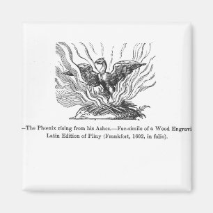 Imã A ascensão de Phoenix de suas cinzas