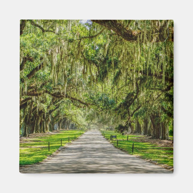 Imã A Bela Avenida Dos Oaks (Frente)