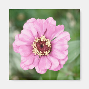 Imã A beleza de Johann