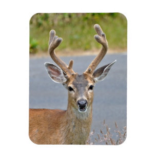 Ímã A Buck Mule Deer