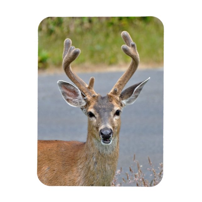 Ímã A Buck Mule Deer (Vertical)