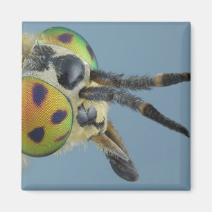 Imã A cabeça dos cervos voa