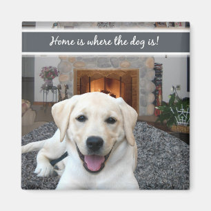 Imã A casa é o lugar onde o cão está
